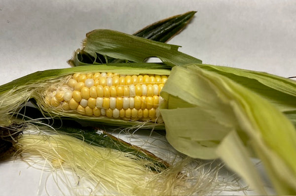 A fresh ear of corn on the cob with green husks and ripe kernels, with a close-up of the husks and a few kernels.