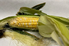 A fresh ear of corn on the cob with green husks and ripe kernels, with a close-up of the husks and a few kernels.