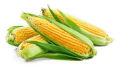 Four yellow corn with husk on in white background. 