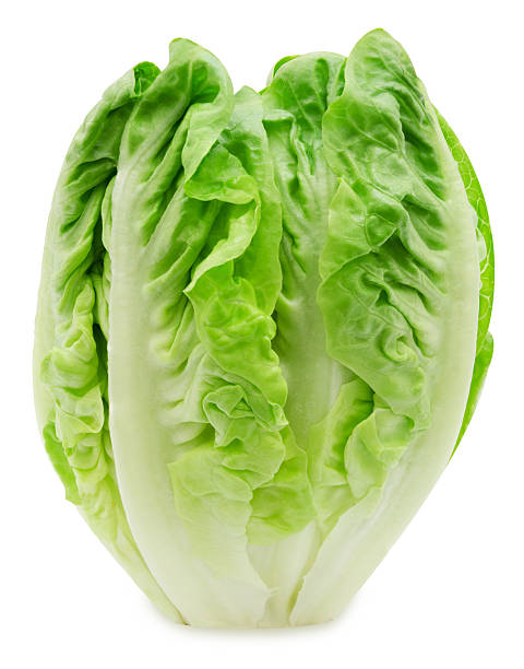 A fresh Romaine lettuce head with green leaves.