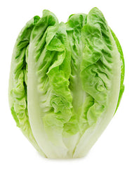 A fresh Romaine lettuce head with green leaves.