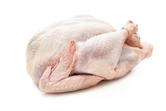 Whole raw turkey on a white background
