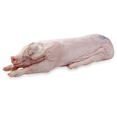 a whole skin on pig on white background